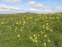 Cowslips in the Scar Edge